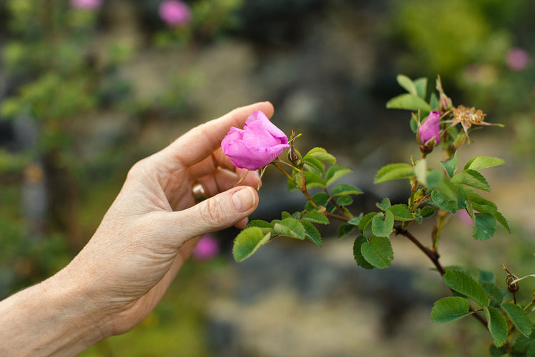 Seasonal Offerings
