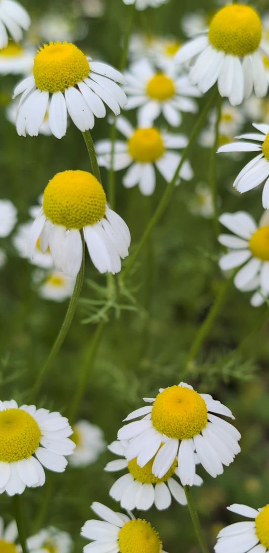 Chamomile ~ Delicate Does Not Mean Fragile